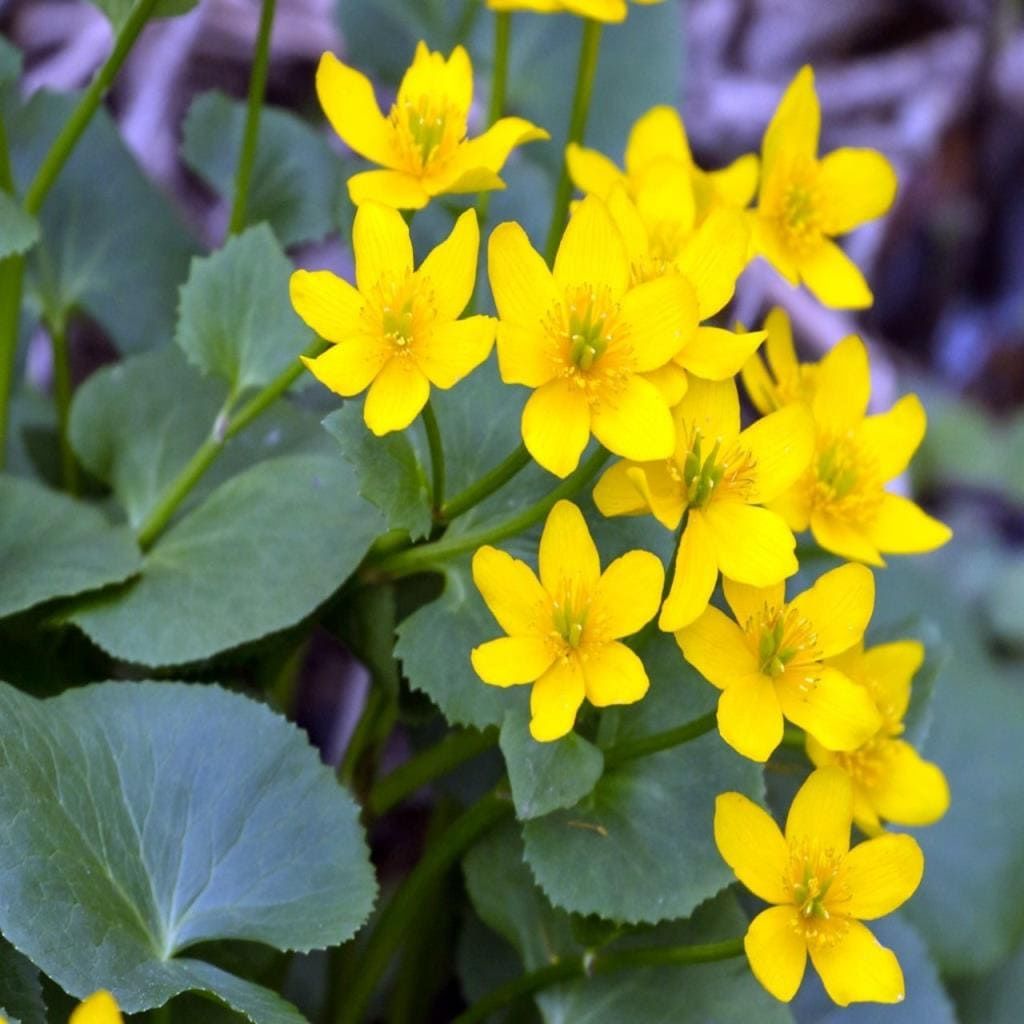 Kadife Çiçeği Tohumu Swamp Marigold (50 tohum)