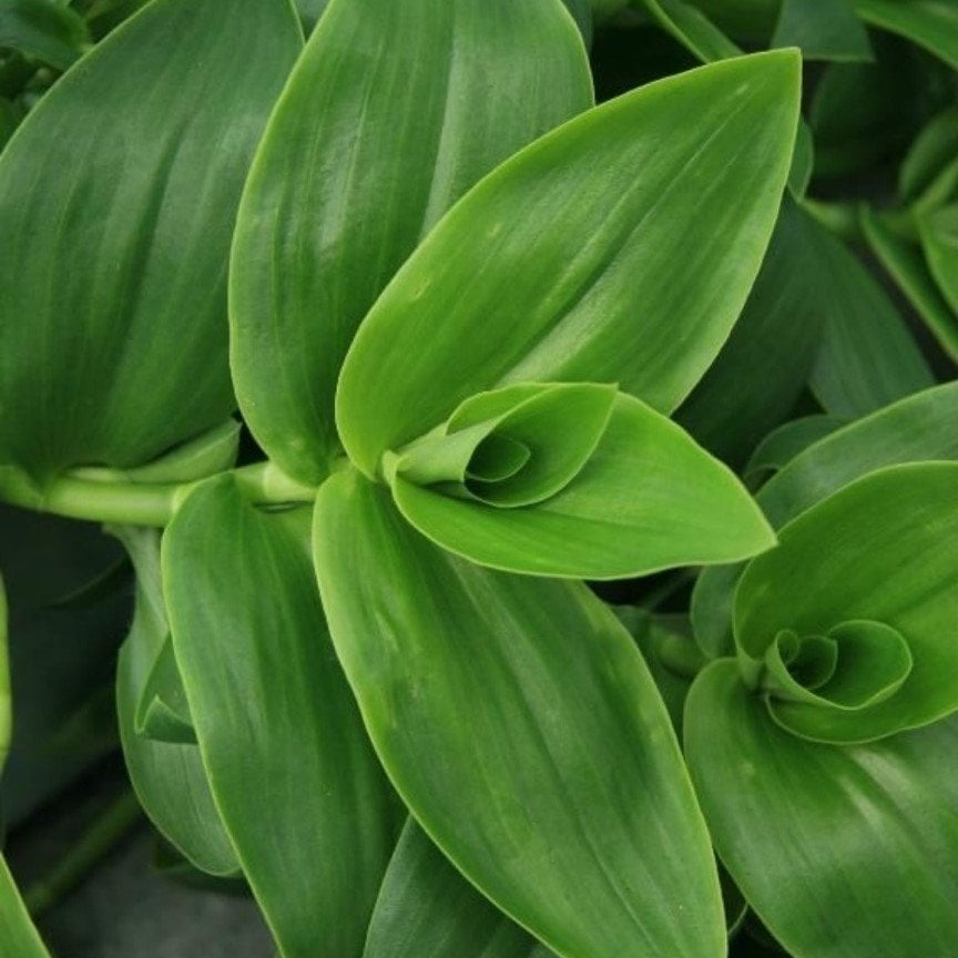 Tradescantia Albiflora Telgraf Çiçeği Fidesi (5 adet)