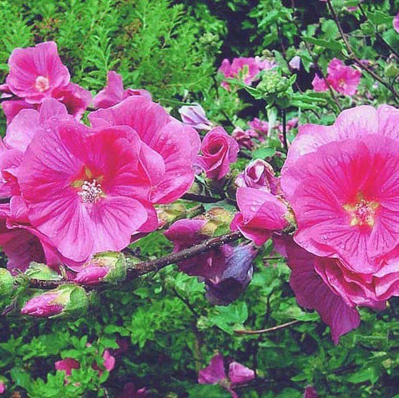 Pembe Lavatera Trimestris Regis Pamuk Çiçeği Tohumu (50 tohum)