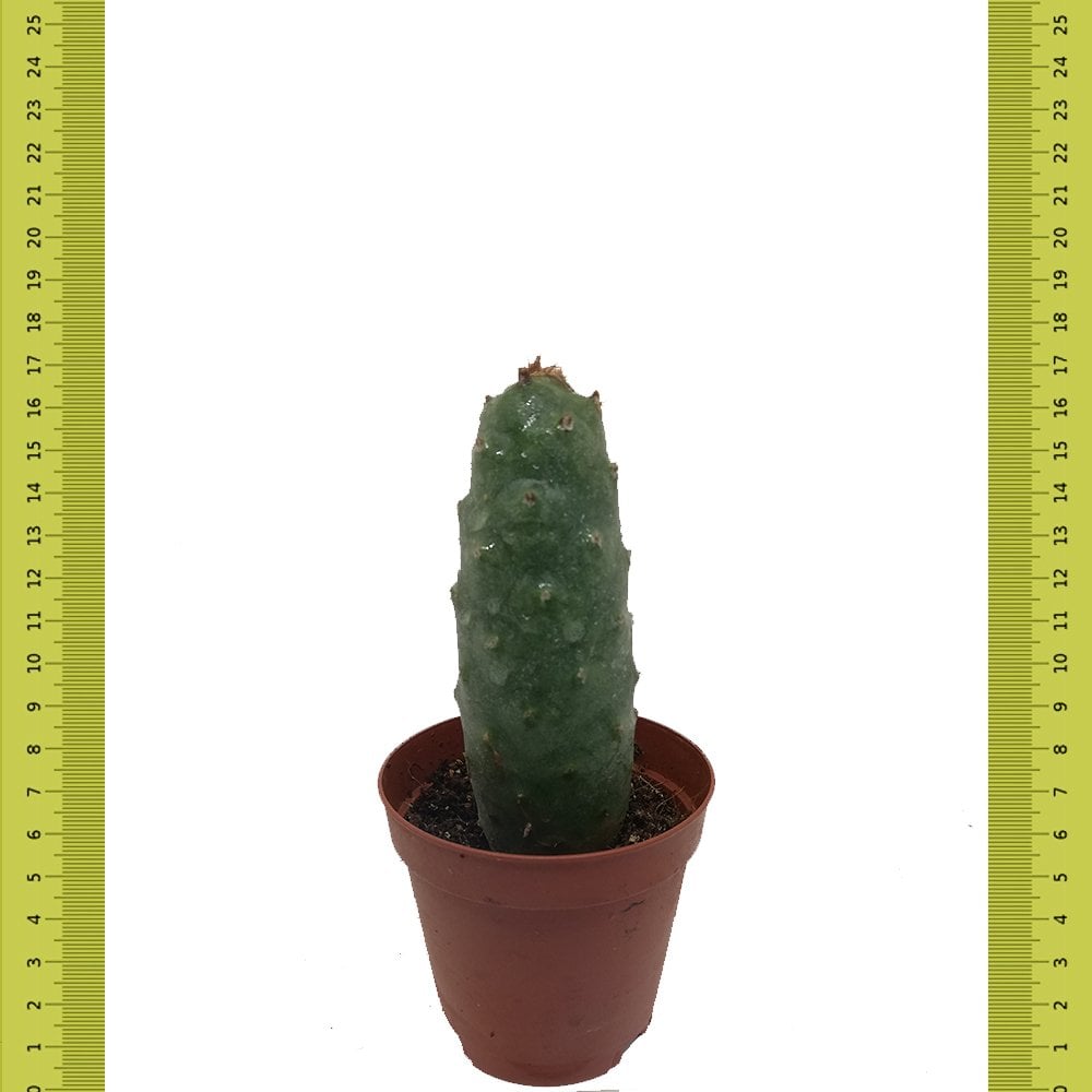 Dikensiz Tephrocactus Diadematus İnermis Kaktüs (Saksıda)