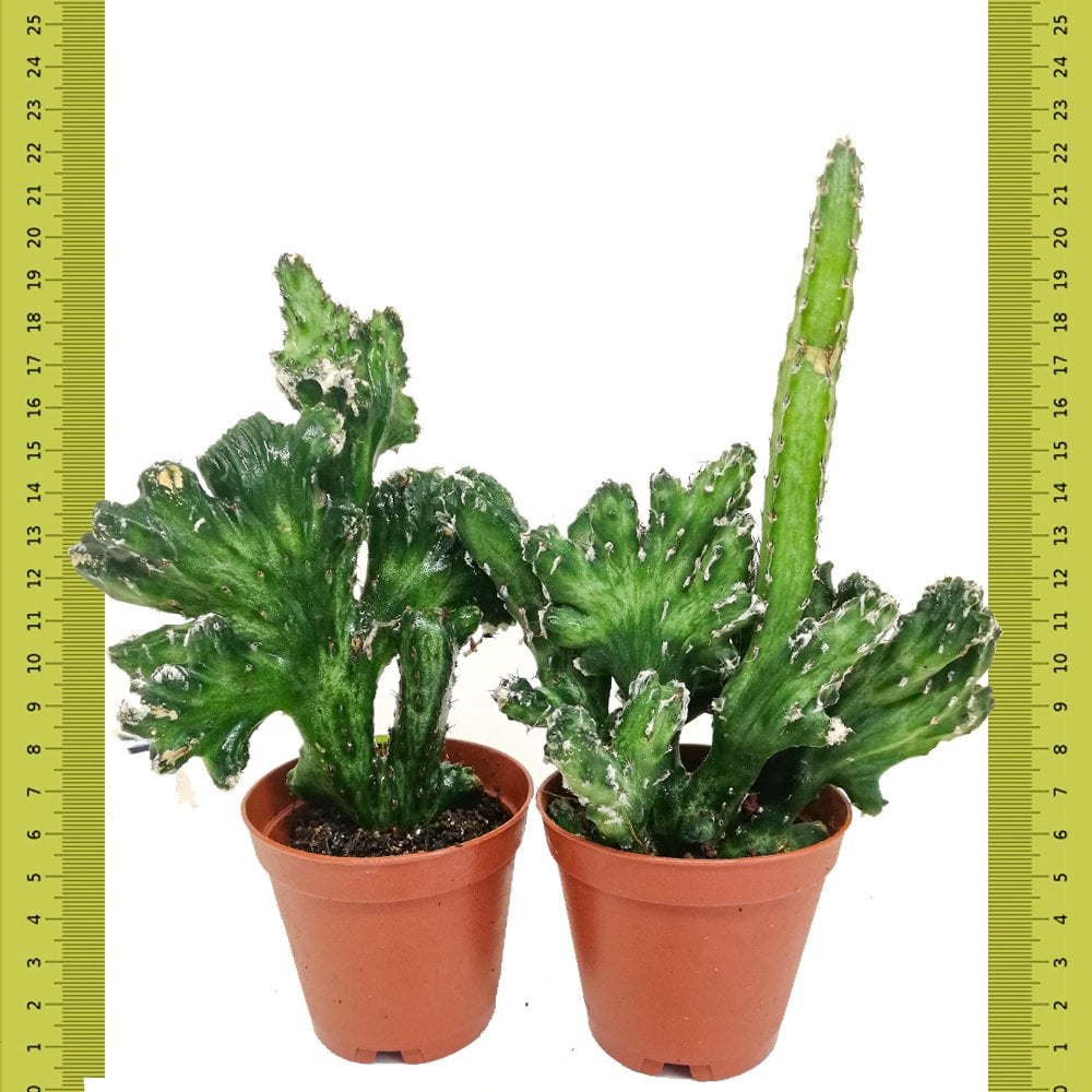 Monvillea Spegazzinii Forma Cristata Kaktüs (Saksıda)
