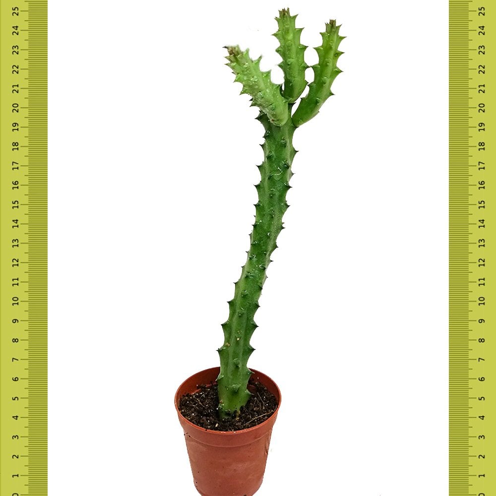 Leş Huernia Zebrina Kaktüs (Saksıda)