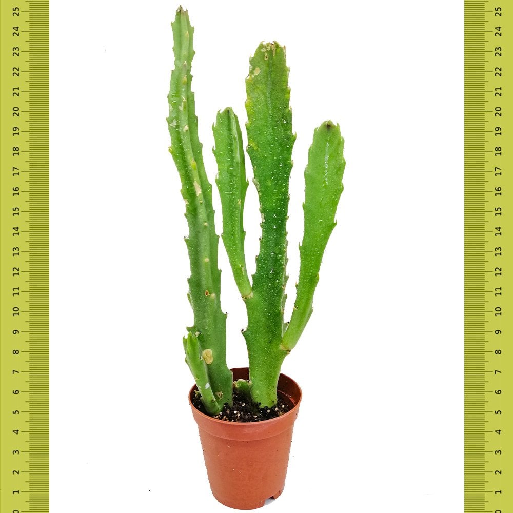 Leş Çiçekli Stapelia Flavirostris Kaktüs (Saksıda)
