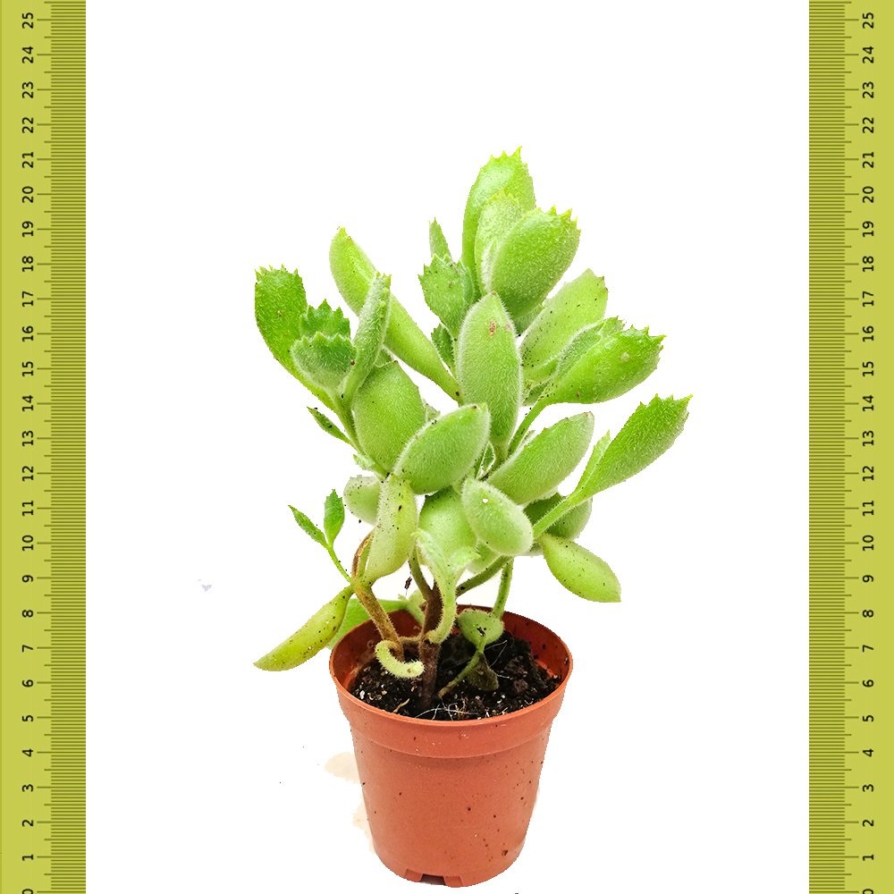Cotyledon Ladismithiensis Sukulent (Saksıda)