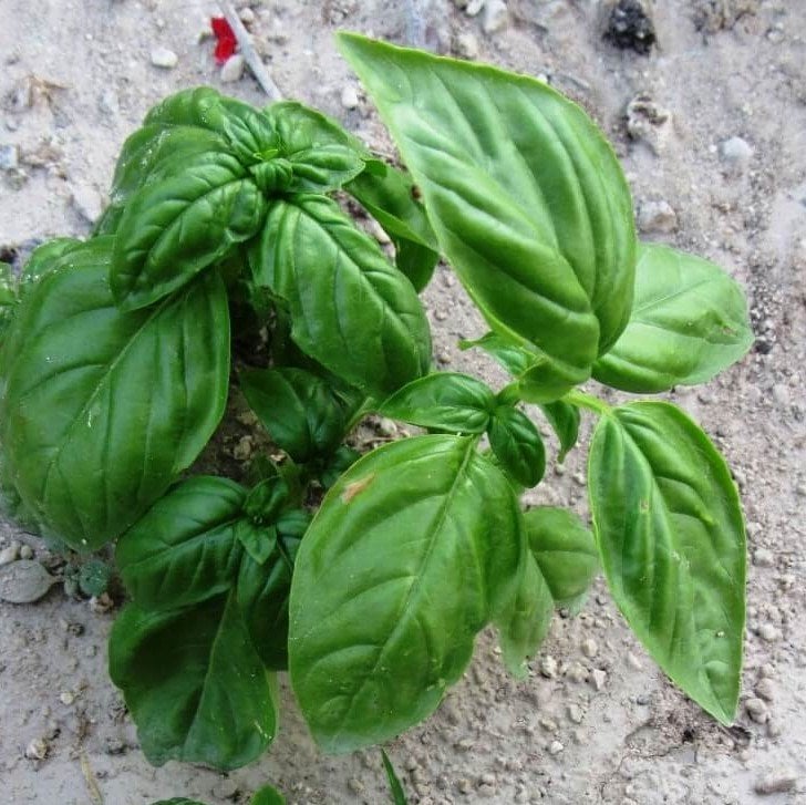 Genovese Fesleğen Tohumu İri Yapraklı (250 tohum)