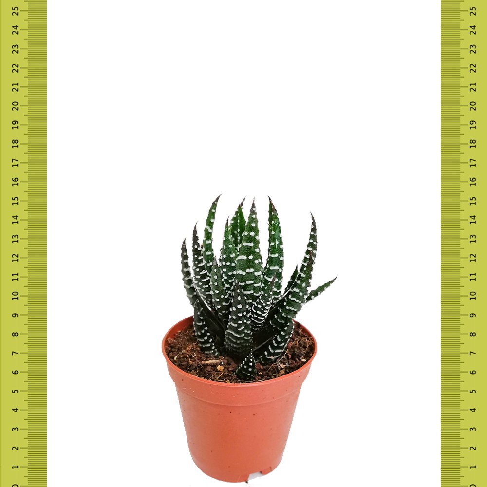 Nadir Bulunan Haworthia Reinwardtii Zebra Wart Sukulent (Saksıda)