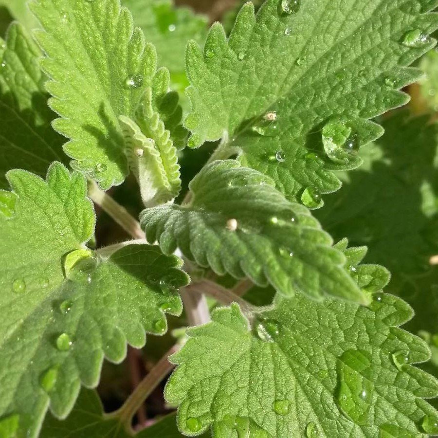Catnip Kedi Nanesi Tohumu Doğal ( 100 tohum )