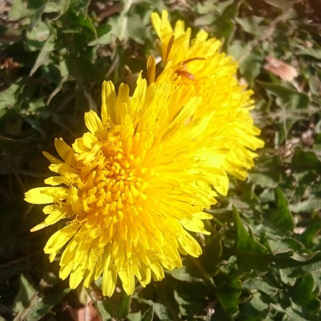 Dandelion Taraxacum Officinale Karahindba Çiçeği Tohumu Aromatik (100 tohum)