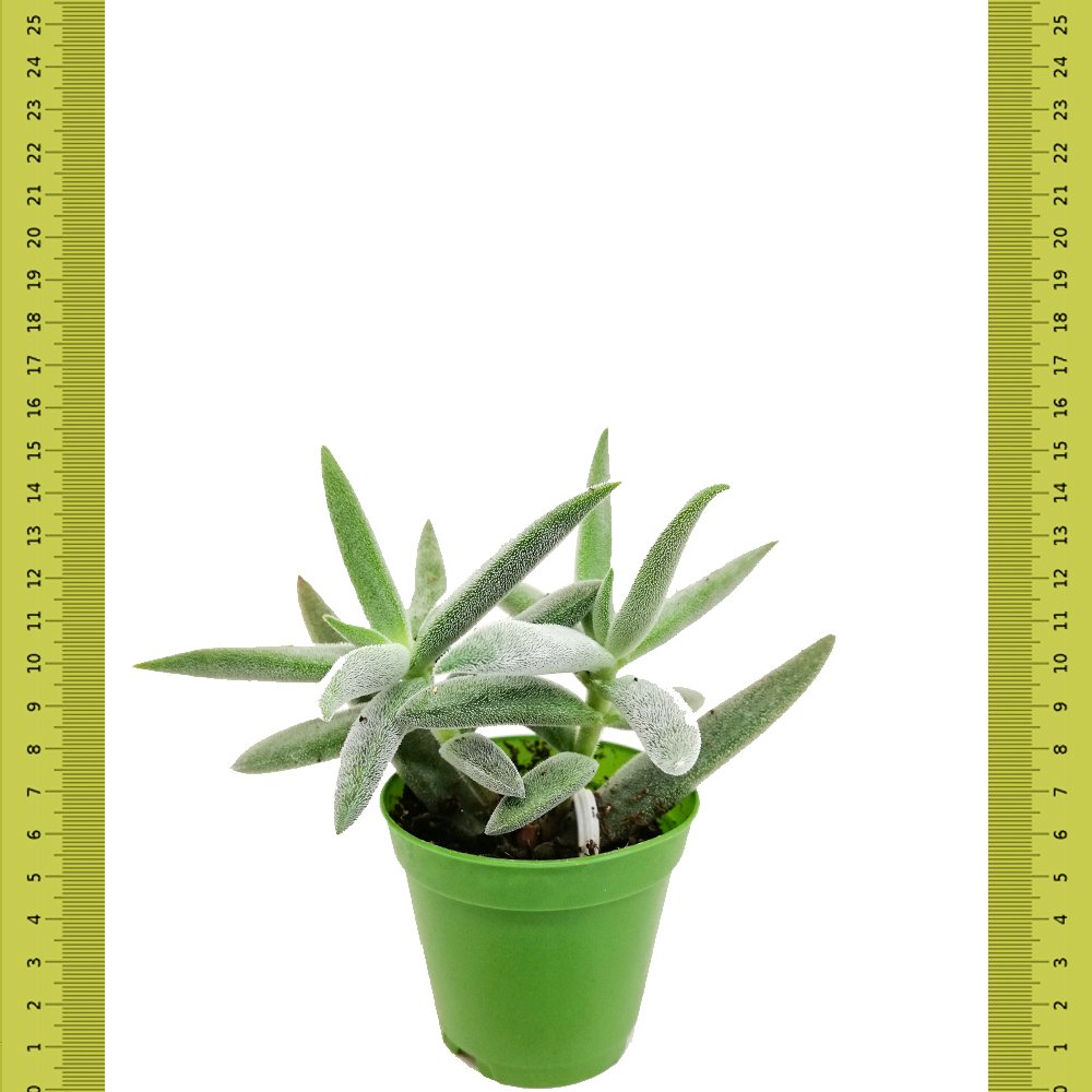 Tüğlü Crassula Jade Mesembryanthemoides Sukulent (Saksıda)