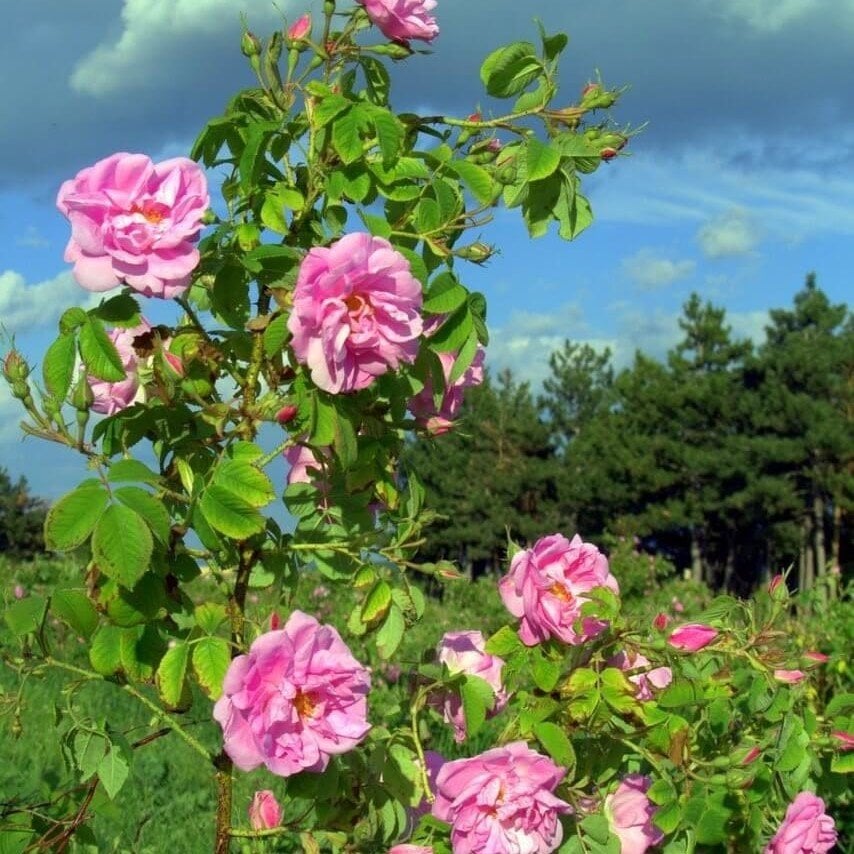 Kokulu Pink Quen Pembe Renkli Sarmaşık Gül Tohumu (10 tohum)