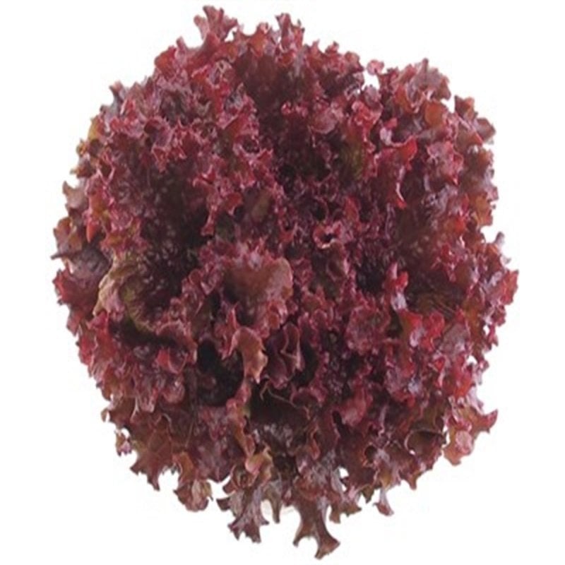 Red Kırmızı Kıvırcık Marul Tohumu (90 Tohum)