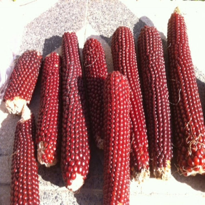 Red Ruby Mısır Tohumu (10 tohum)