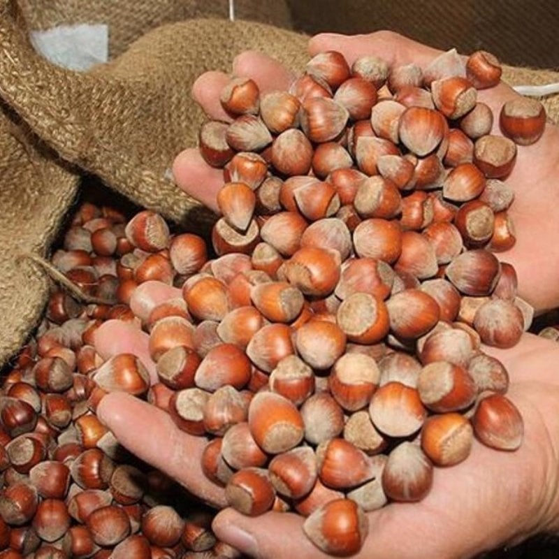 Tüplü Bol Verimli Leziz Ordu Çakıldak Fındık Fidanı