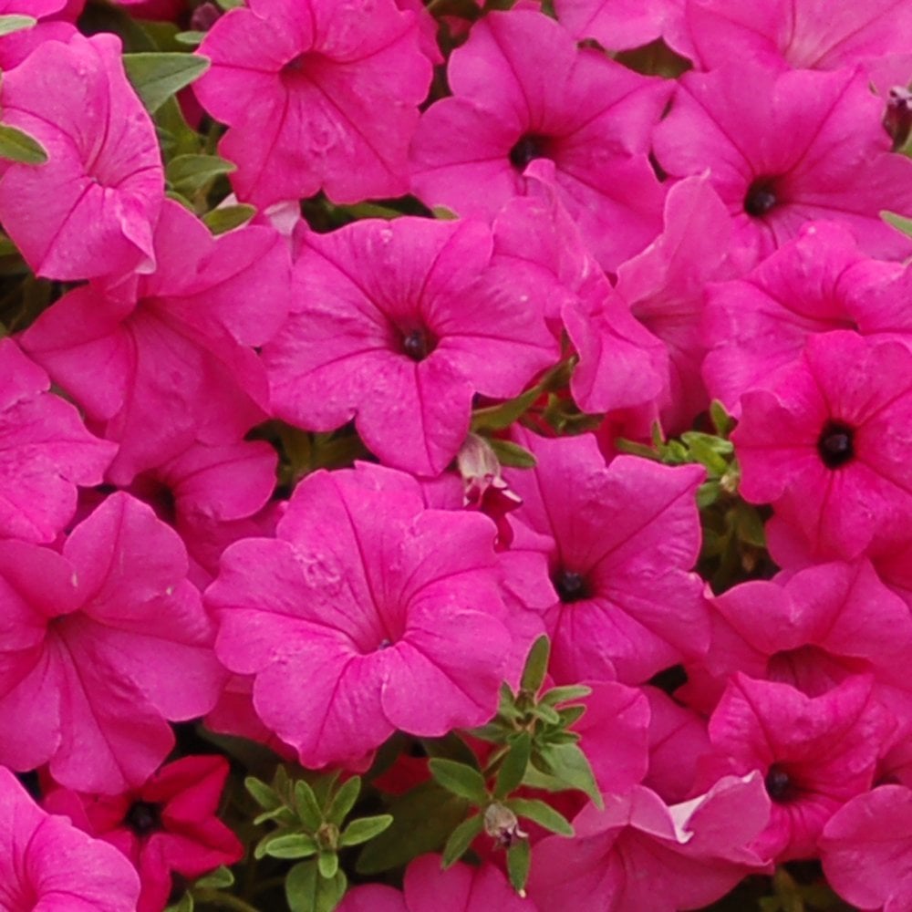 Potunia Piccola Cobalt Hot Pembe Çiçekli Petunya Fidesi (3 adet)