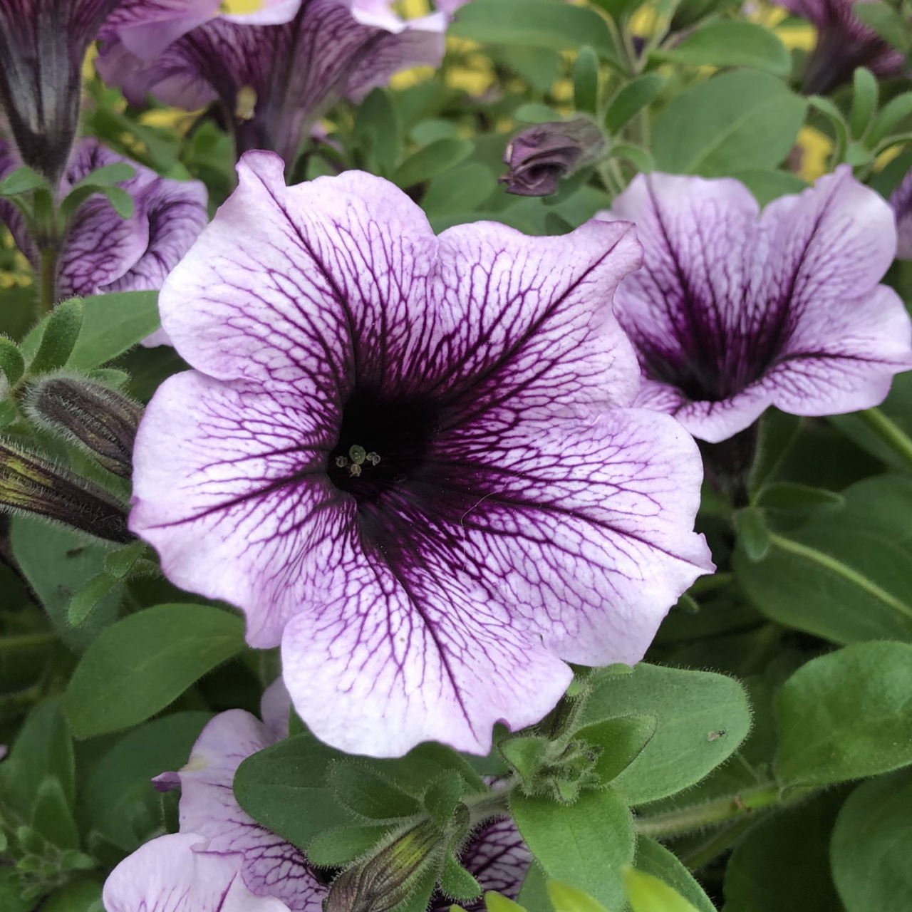 Potunia Piccola Blue Eyes Çiçekli Petunya Fidesi(3 adet)