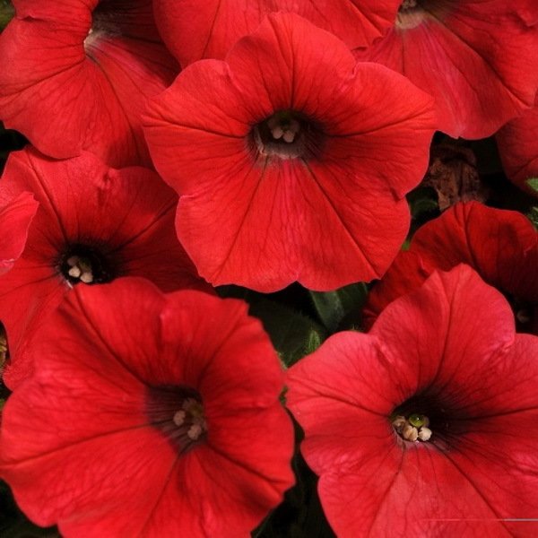 Potunia Dark Red Çiçekli Petunya Fidesi(2 adet)