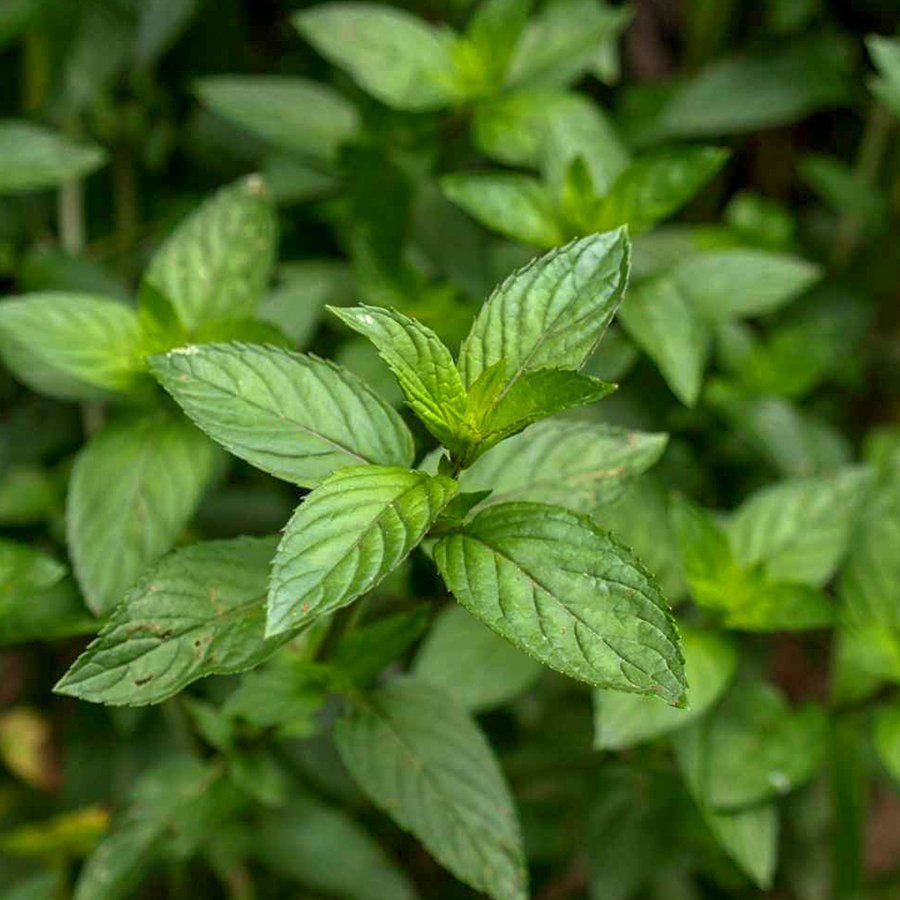 Mentha Lemon Kokulu Nane Fidesi (5 adet)