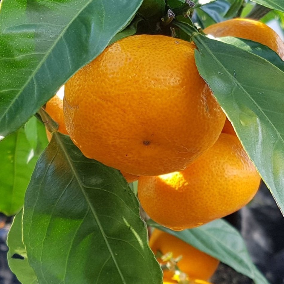 Tüplü Aşılı Yarı Bodur Miho Wase Mandalin Fidanı