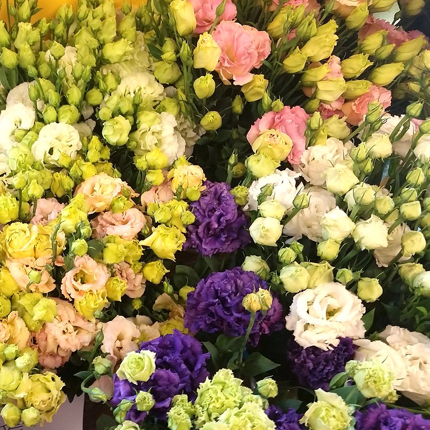 Karışık Renkli Lisianthus Fidesi (5 adet)