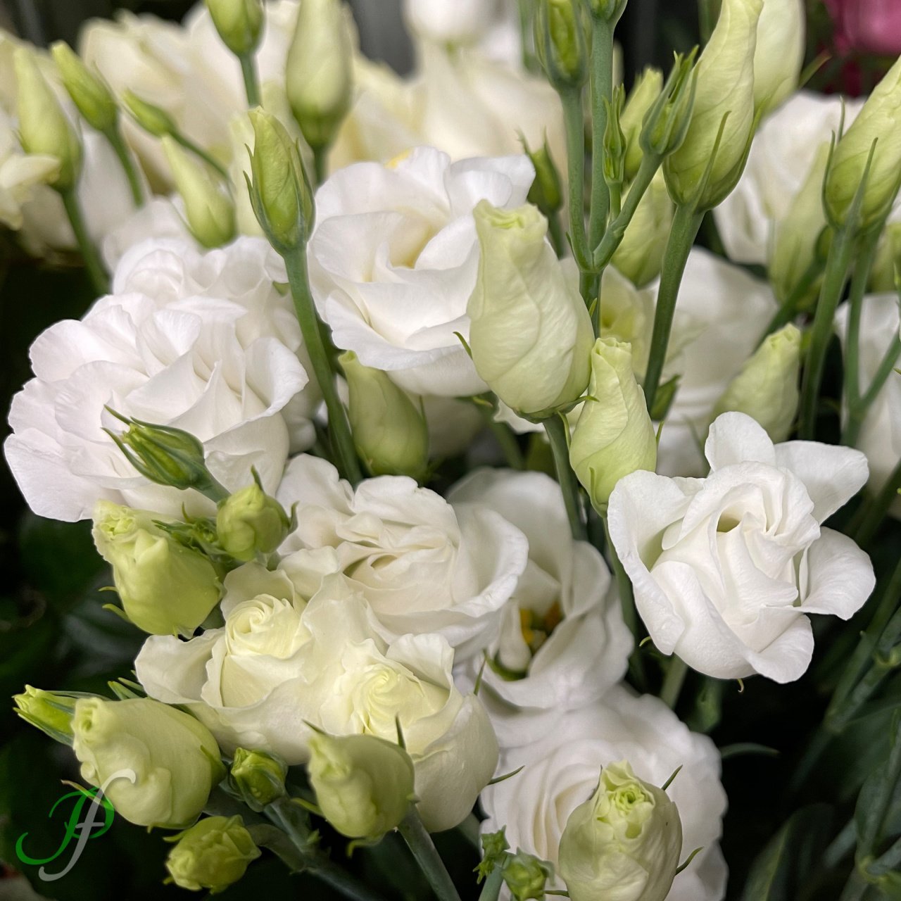Katmerli Allamonde Beyaz Renkli Lisianthus Fidesi (5 Adet)