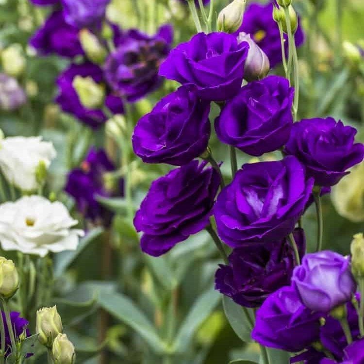 Katmerli Advantage Mor Lisianthus Fidesi (5 Adet)