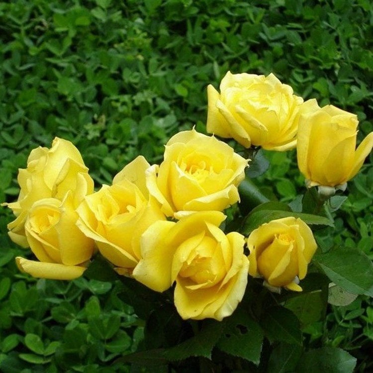 Tüplü Yediveren Yellow Taifun Gül Fidanı