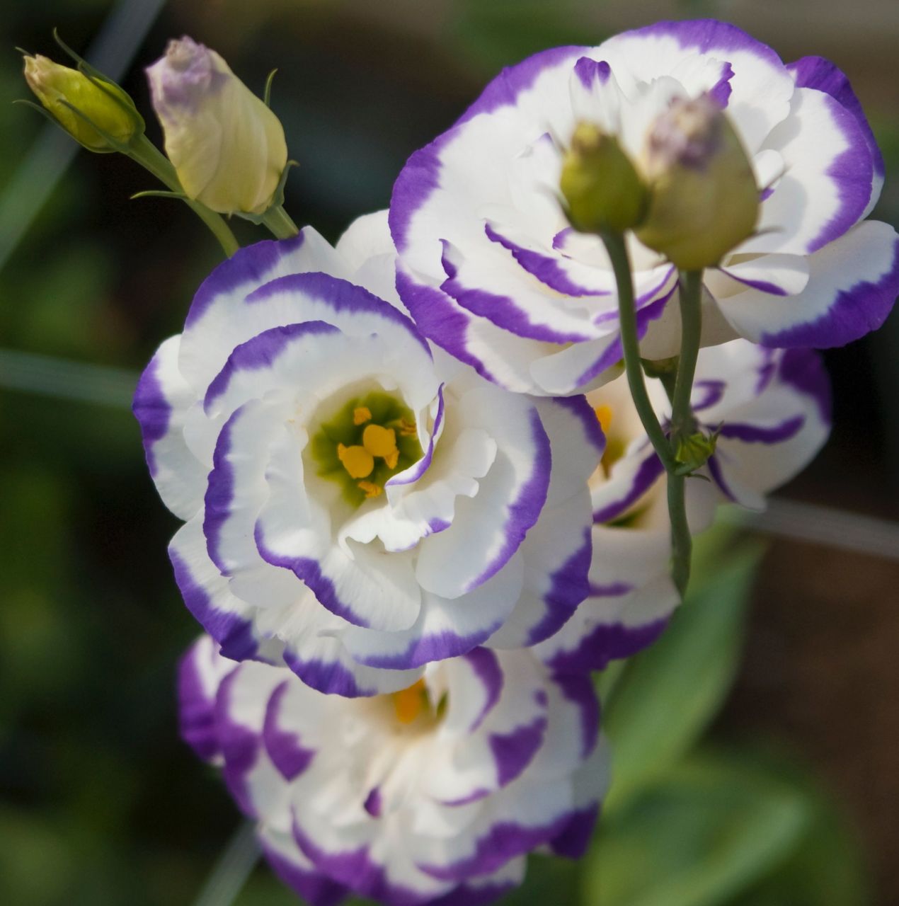 Mavi Katmerli Blue Picotee Lisianthus Fidesi (5 Adet)