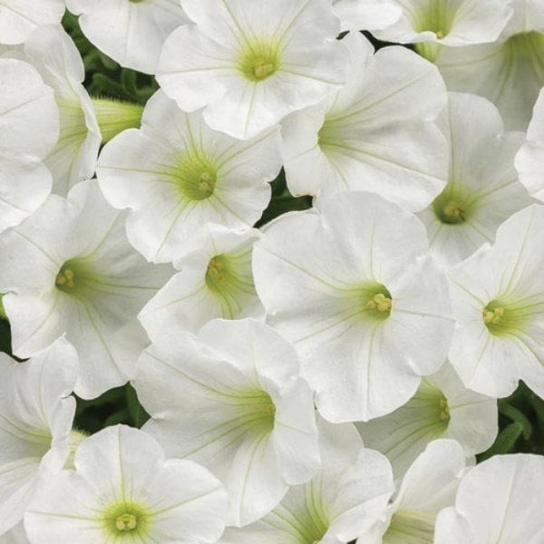 Saksılı Pegasus Patio White Petunya Çiçek Açma Durumunda