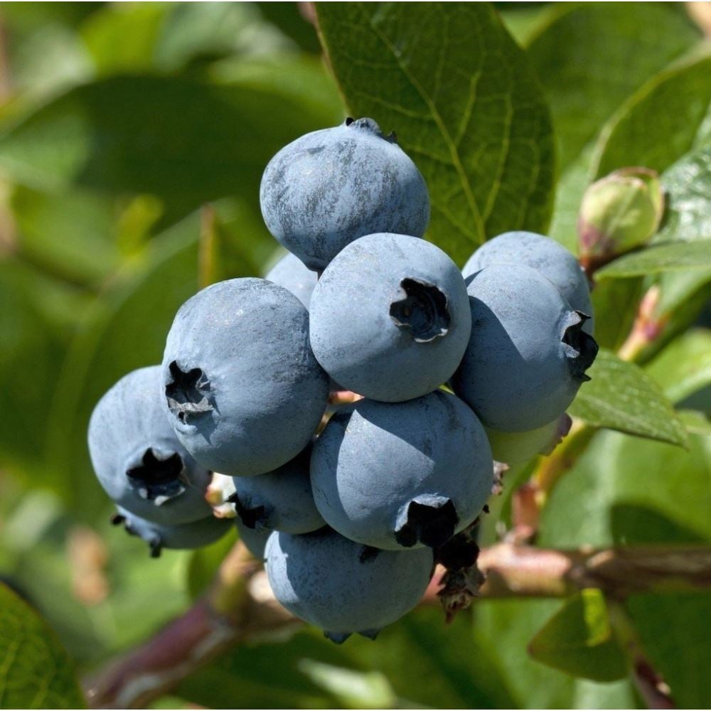 Bluejay Yaban Mersini Fidesi 3Adet 5-15 cm