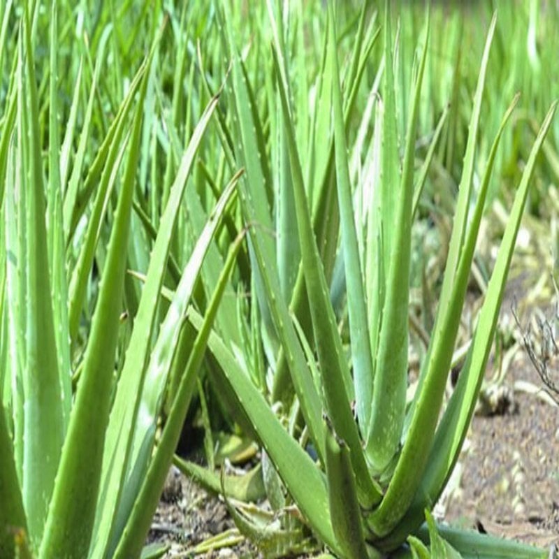 Tüplü Şifalı Aloe Vera Fidanı