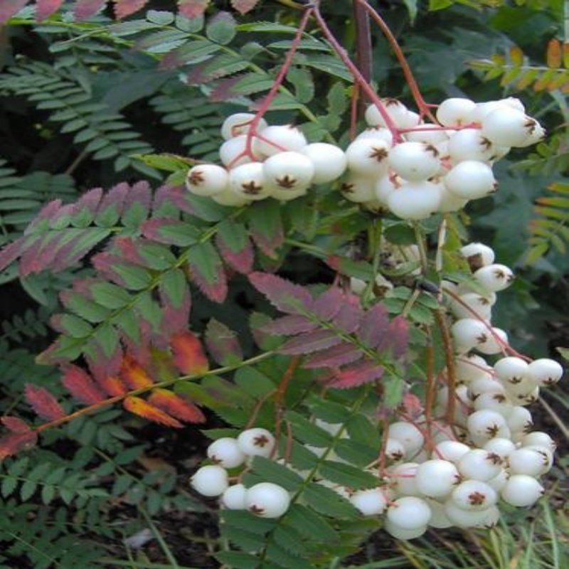 Tüplü Sorbus Beyaz Ak Üvez Fidanı