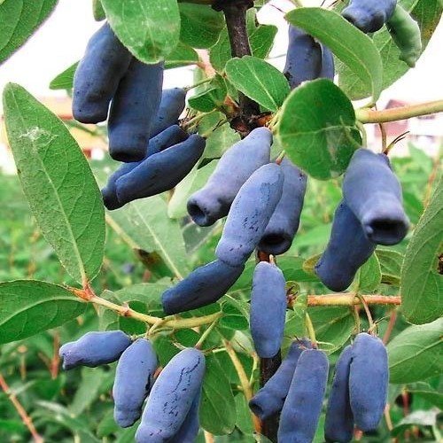 Nadir Bulunan Honeyberry Bal Yemişi Fidanı (50 Adet)