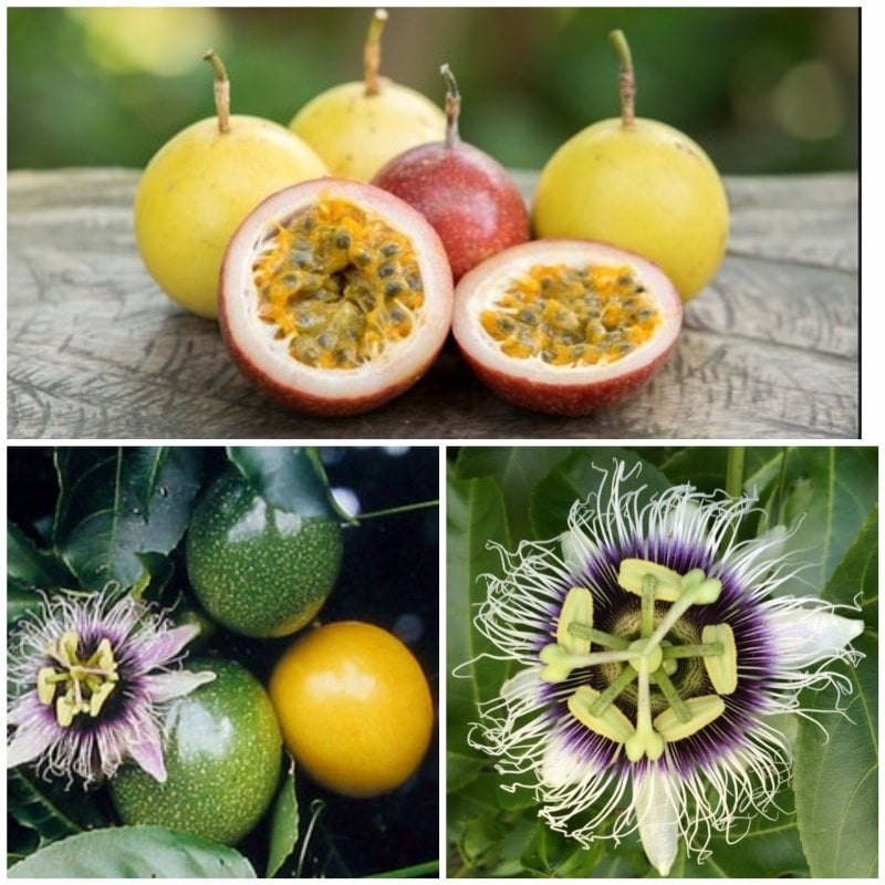 Tüplü Passiflora Ligularis (Sweet Granidalla) Fidanı