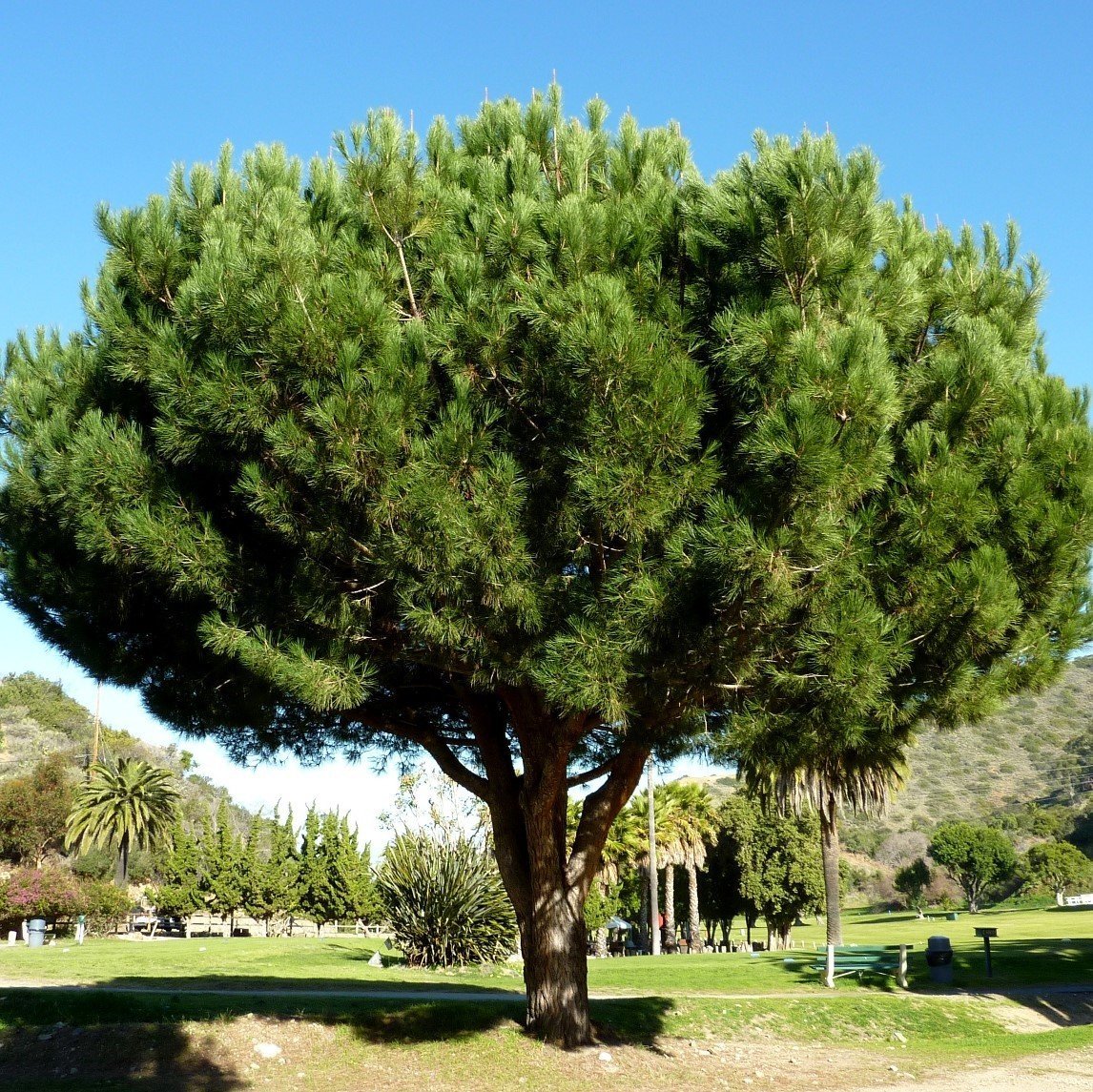 Tüplü (Pinus Pinea) Fıstık Çamı Fidanı