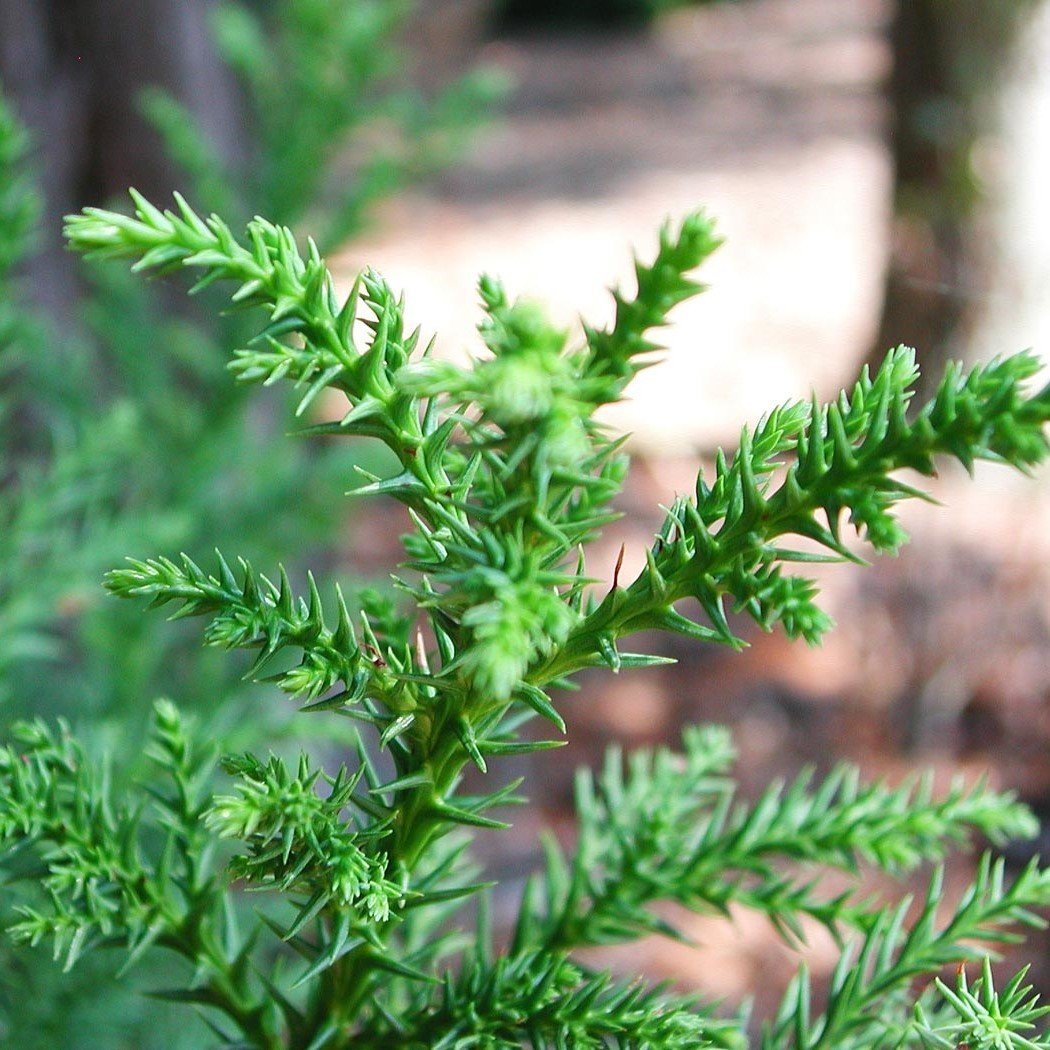 Tüplü (Kriptomarya) Japon Sediri Japanese Cedar Fidanı