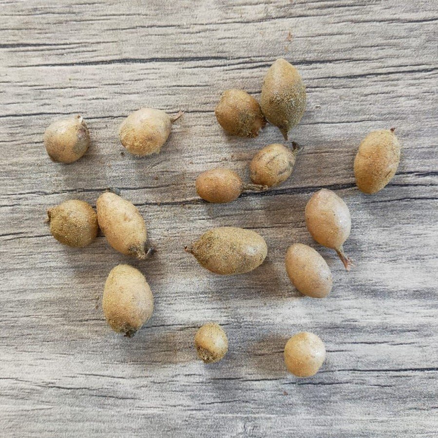 Serapias Vomeracea Salep Yumrusu (100 adet)