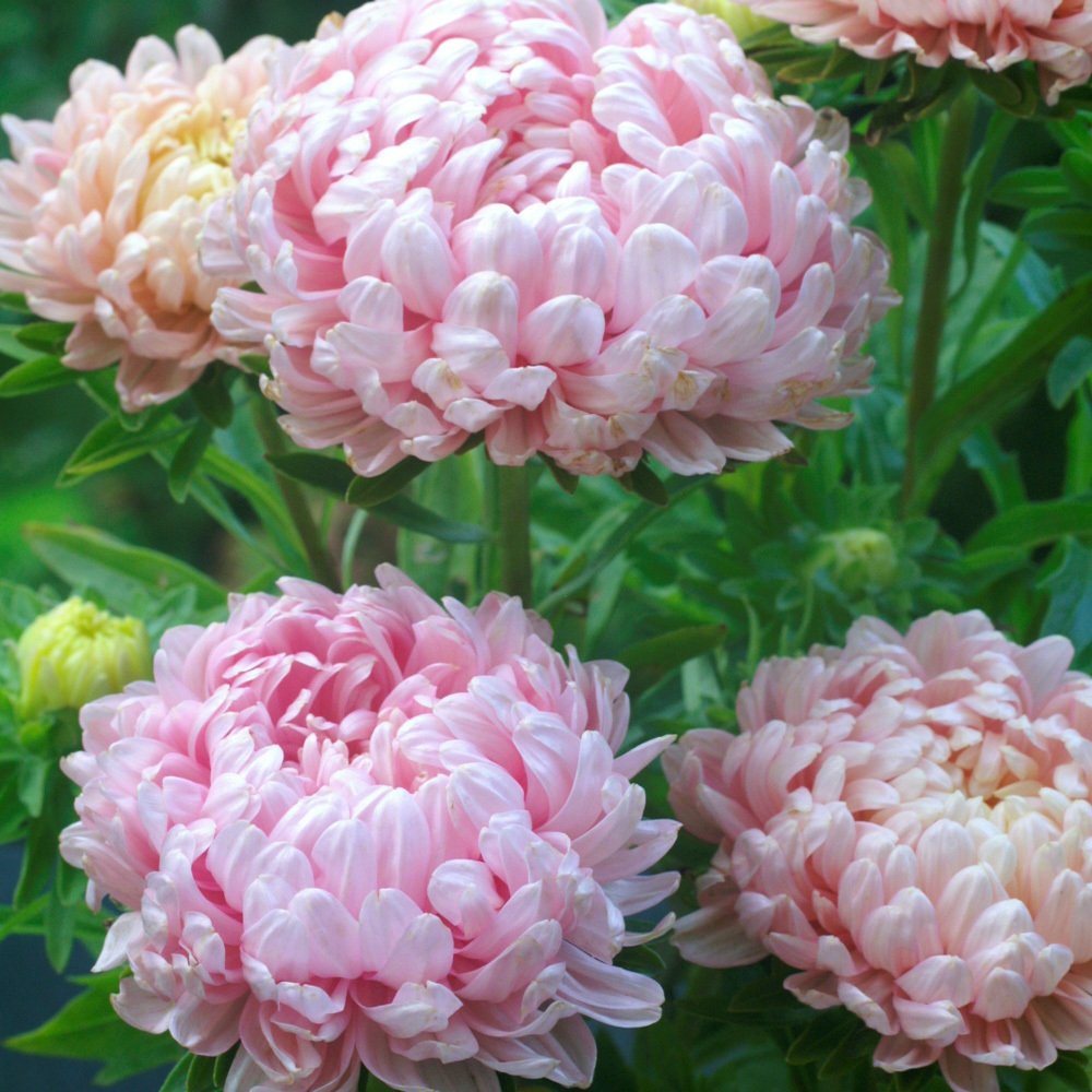 Pompon Paeony Duchesse Apricot Aster Çiçeği Tohumu (50 tohumu)