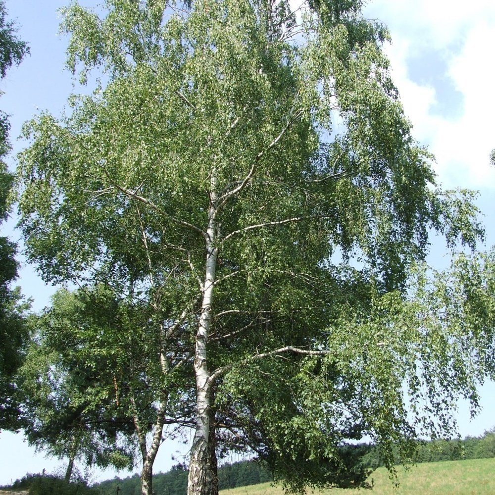 Tüplü Betula Alba Huş Ağacı Fidanı