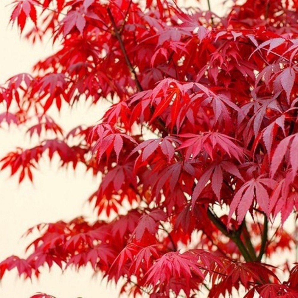 Tüplü Kırmızı Renkli Akça Ağaç (Acer Buergerianum) Fidanı