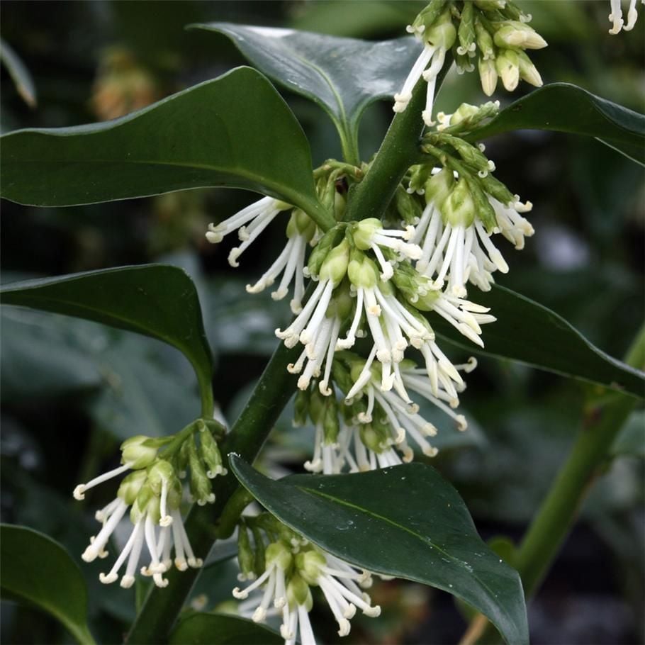 Tüplü Yoğun Kokulu Parfüm Kutusu Sarcococca Fidanı