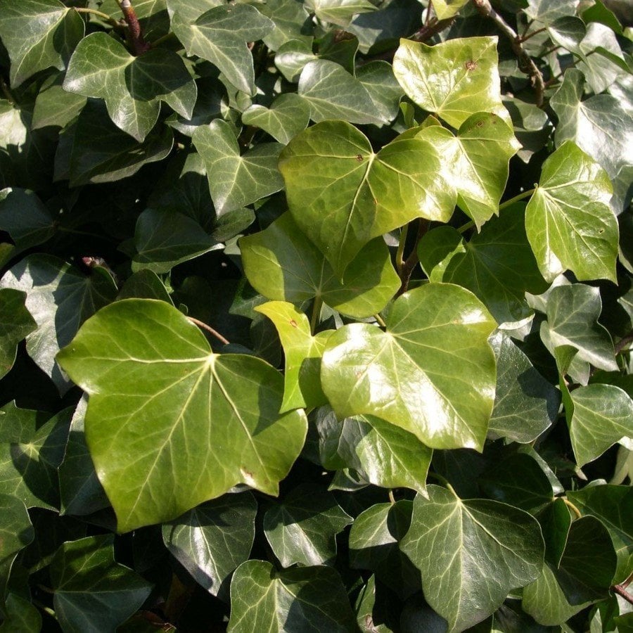 Tüplü Hedera Herdem Yeşil Kaya Sarmaşığı Fidanı