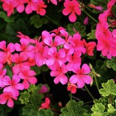 Poz Çiçeği Tohumu Pembe Renk (50 tohum)