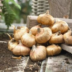 BNova Lux Gladiolus Glayör Çiçeği Soğanı (2 Adet)