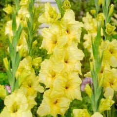 BNova Lux Gladiolus Glayör Çiçeği Soğanı (2 Adet)