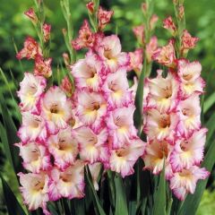 Priscilla Gladiolus Glayör Çiçeği Soğanı (2 Adet)
