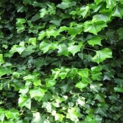 Tüplü Hedera Helix Vantuzlu Yeşil Duvar Sarmaşığı Fidanı