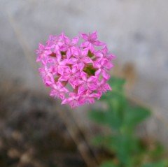 Silene Nakil Çiçeği Tohumu Lila Renkli (50 tohum)