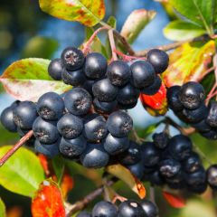 100 Adet Tüplü Doğal Siyah Chokoberry Aronya (Aronia) Fidanı (15-30 cm)