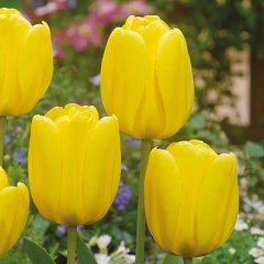 Golden Apeldoorn Altın Sarı Lale Soğanı (5 Adet)