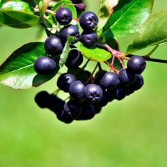 100 Adet Tüplü Doğal Siyah Chokoberry Aronya (Aronia) Fidanı (15-30 cm)